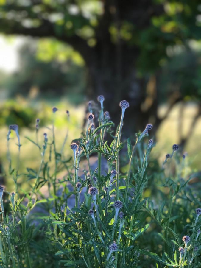 Oesterlen - Baestekille Backar Sankt Olof エクステリア 写真